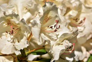 Dowiedź się z nami dlaczego rododendrony żółkną