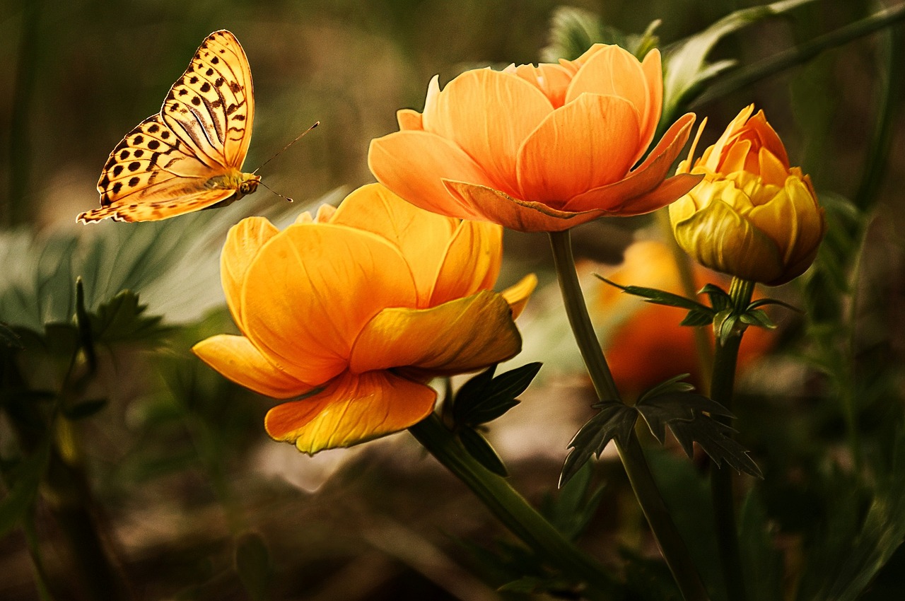 Motyl siedzący na żółtych kwiatach