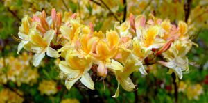 Uprawa kwiatów – rododendron ma pąki ale nie kwitnie