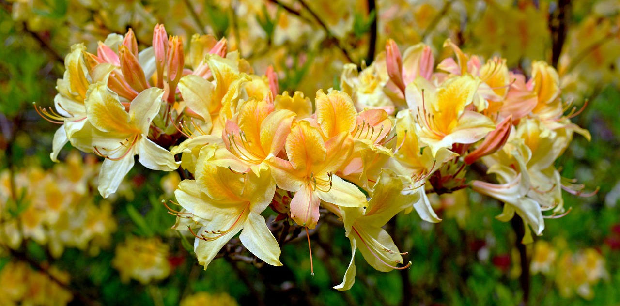 Żółto-pomarańczowy kwiat rododendronu na zielonym tle
