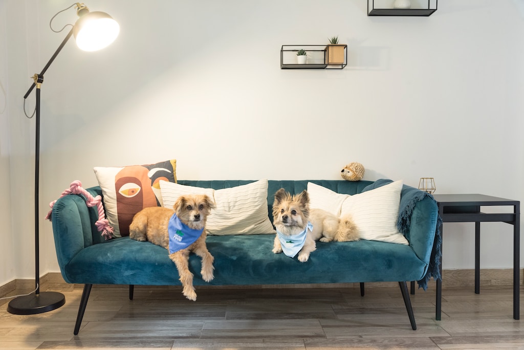 Sofa tapicerowana w salonie na której siedzą dwa psy