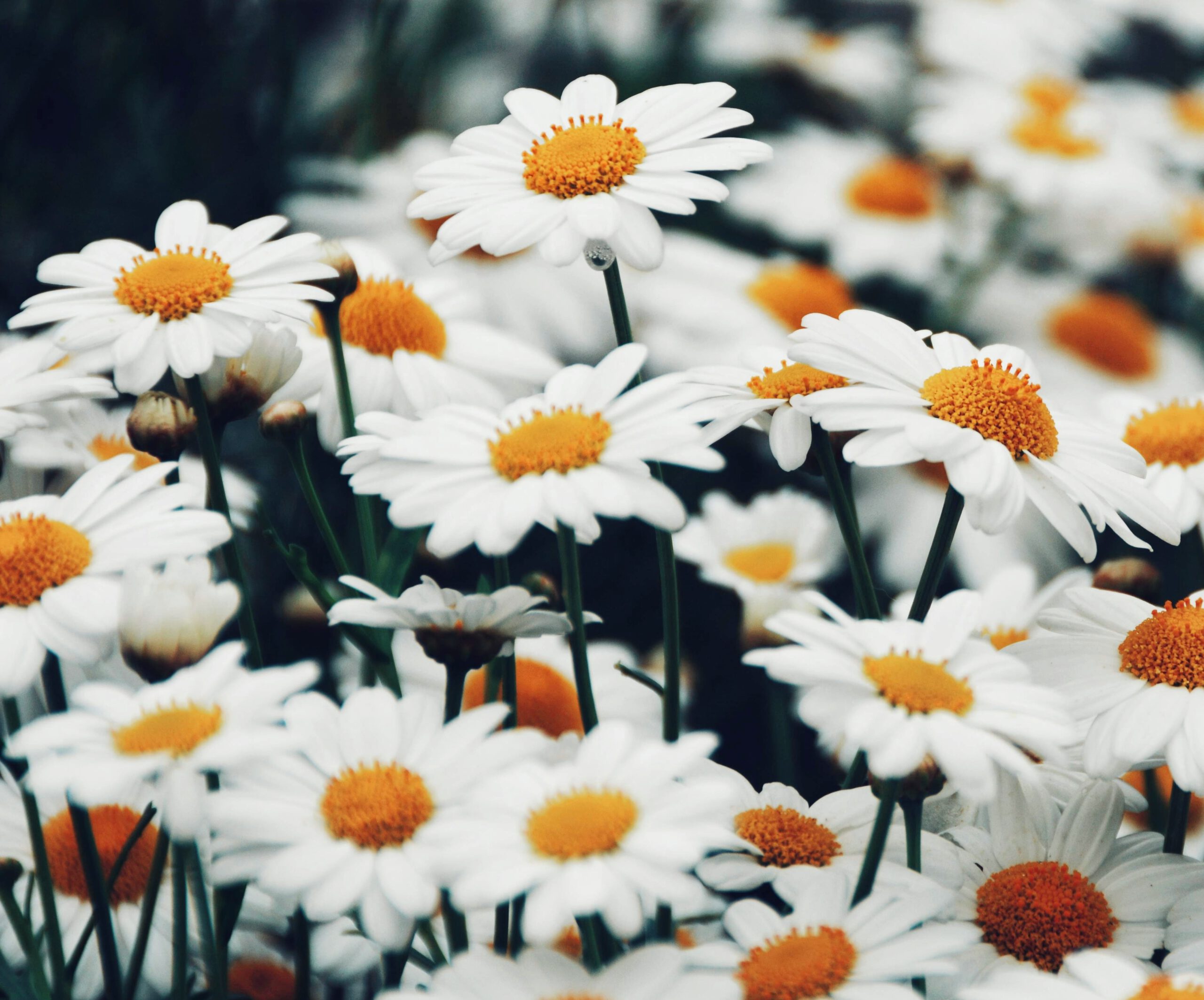 Ten ujmujący obrazek przedstawia rozległe pole z białymi stokrotkami, które tworzą piękne i delikatne kłęby na zielonej trawie. Ich niezwykła uroda i subtelność sprawiają, że są one popularnym motywem w kwiatach ciętych oraz w ogrodnictwie ozdobnym.
