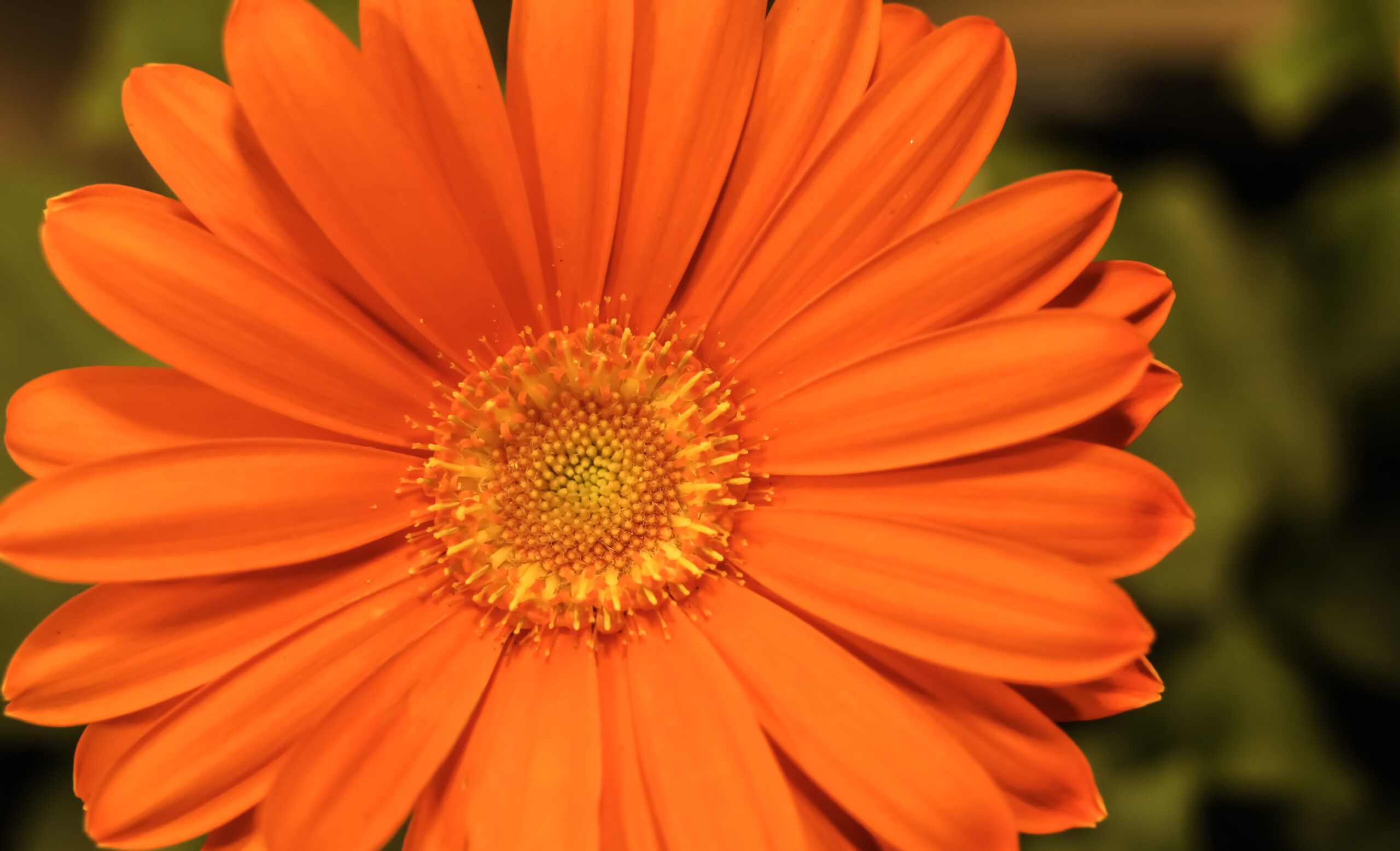 Pomarańczowy kwiat gerbery, który przypomina stokrotkę
