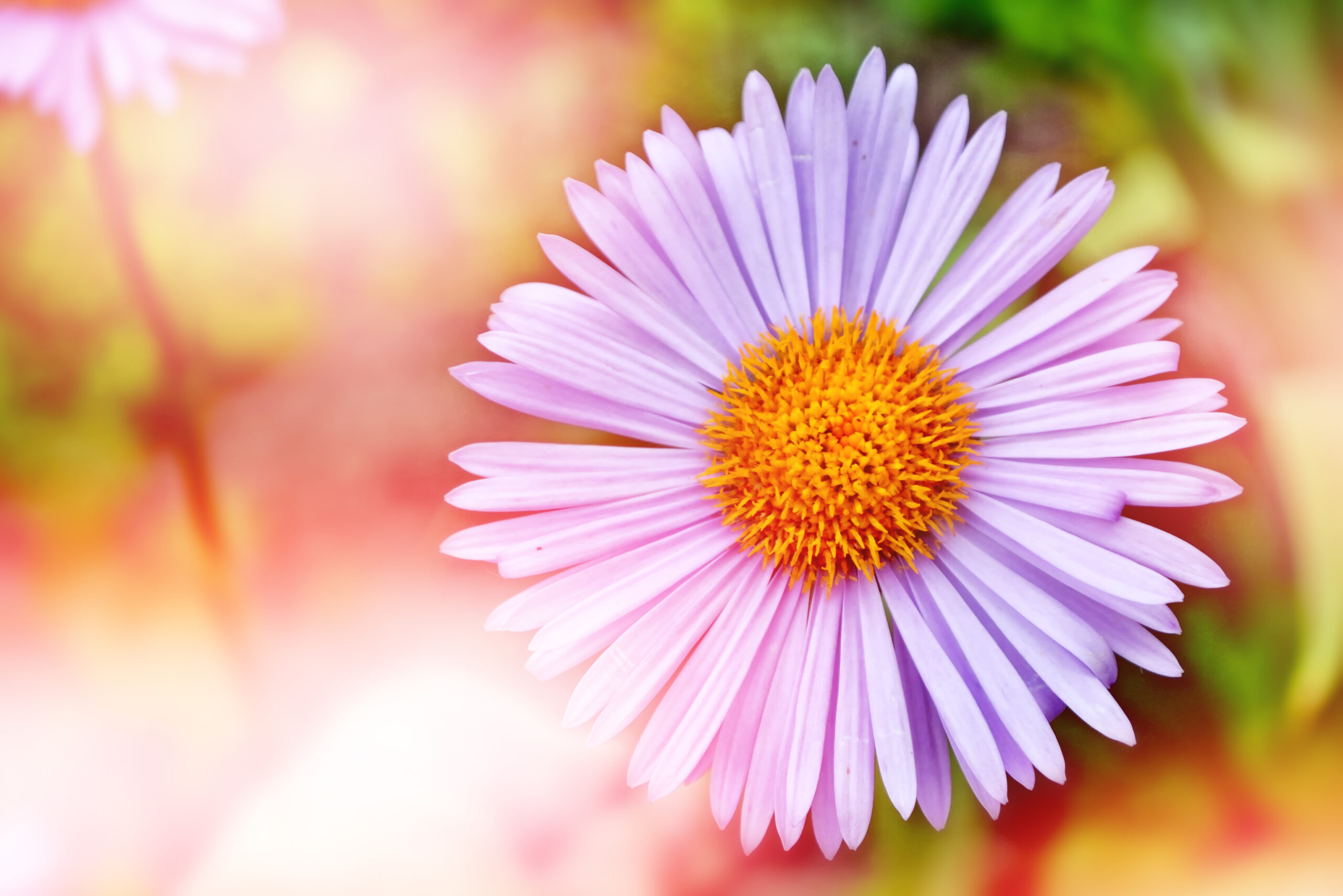 Fioletowy kwiat na kolorowym tle, który jest podobny do stokrotki