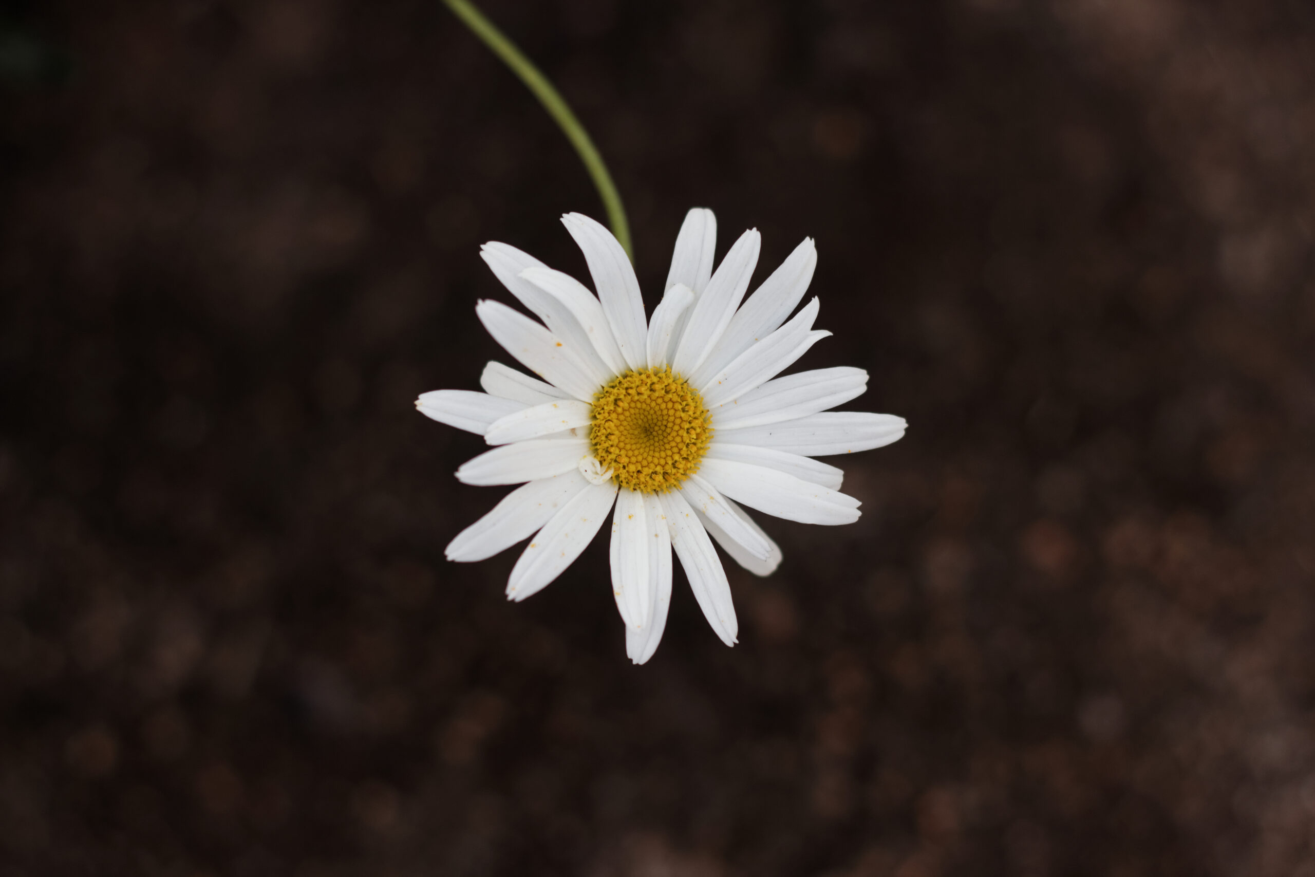 Biały kwiat stokrotki na czarnym tle