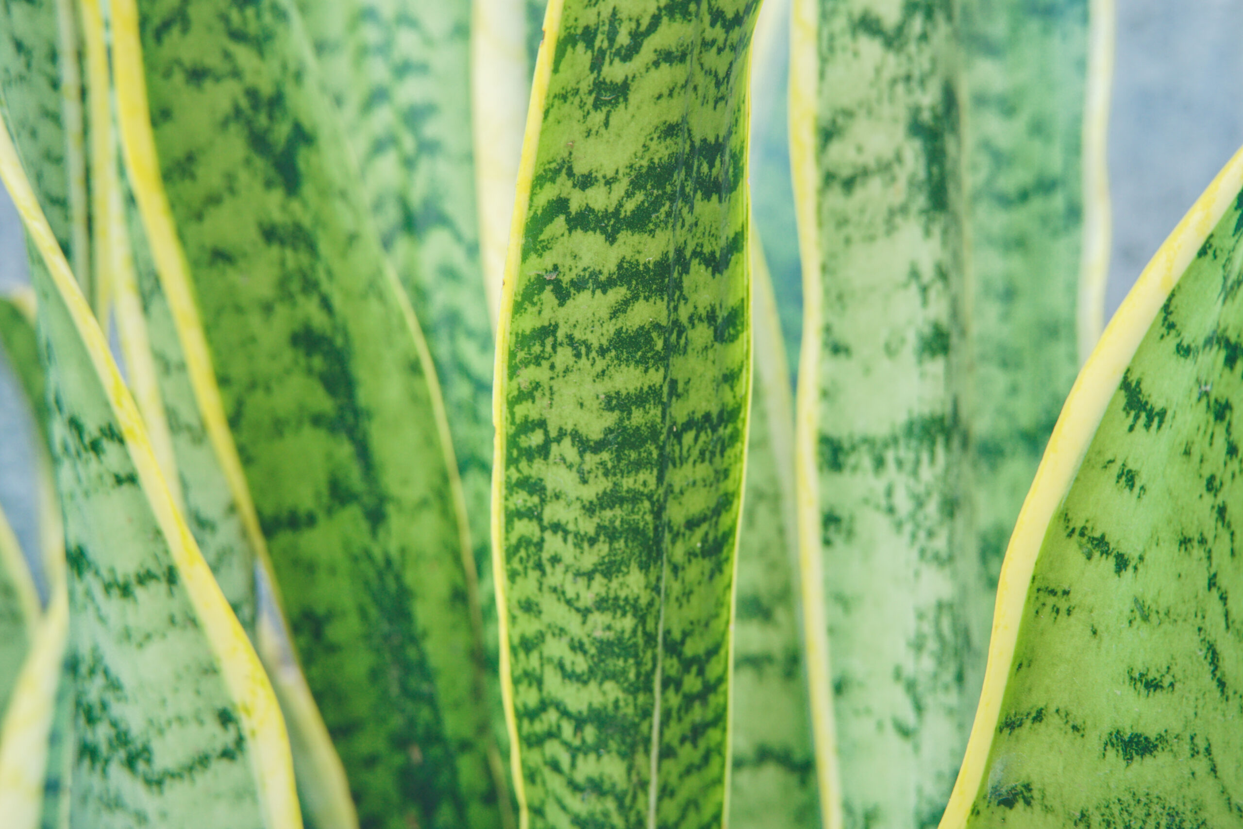 Przedstawione na zdjęciu zielone liście sansewierii wypełniają całe kadry, ukazując piękno tej rośliny. Ich charakterystyczny kształt oraz intensywny kolor doskonale oddają urok i elegancję sansewierii.