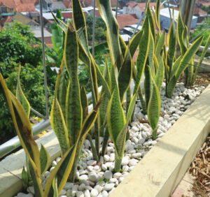 Które z domowych roślin można wystawić na balkon? Czy jest wśród nich sansewieria?