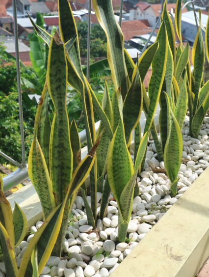 Które z domowych roślin można wystawić na balkon? Czy jest wśród nich sansewieria?