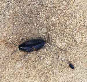 Jak szybko wytępić karaluchy?