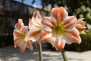 Na zdjęciu widać dwa piękne kwiaty amarylisa w pełnym rozkwicie. Kwiaty te mają delikatne, pastelowe kolory - biały i różowy - co dodaje im subtelności i elegancji. W tle widać zielone liście amarylisa, które stanowią doskonałe tło dla kwiatów. Kwiaty amarylisa na zdjęciu wyglądają na dobrze pielęgnowane, co może stanowić inspirację dla osób, które chcą uprawiać tę roślinę w swoim domu lub ogrodzie. Zdjęcie to prezentuje piękno i delikatność amarylisa oraz pokazuje, jak pięknie te rośliny mogą się prezentować, gdy odpowiednio o nie dbamy.