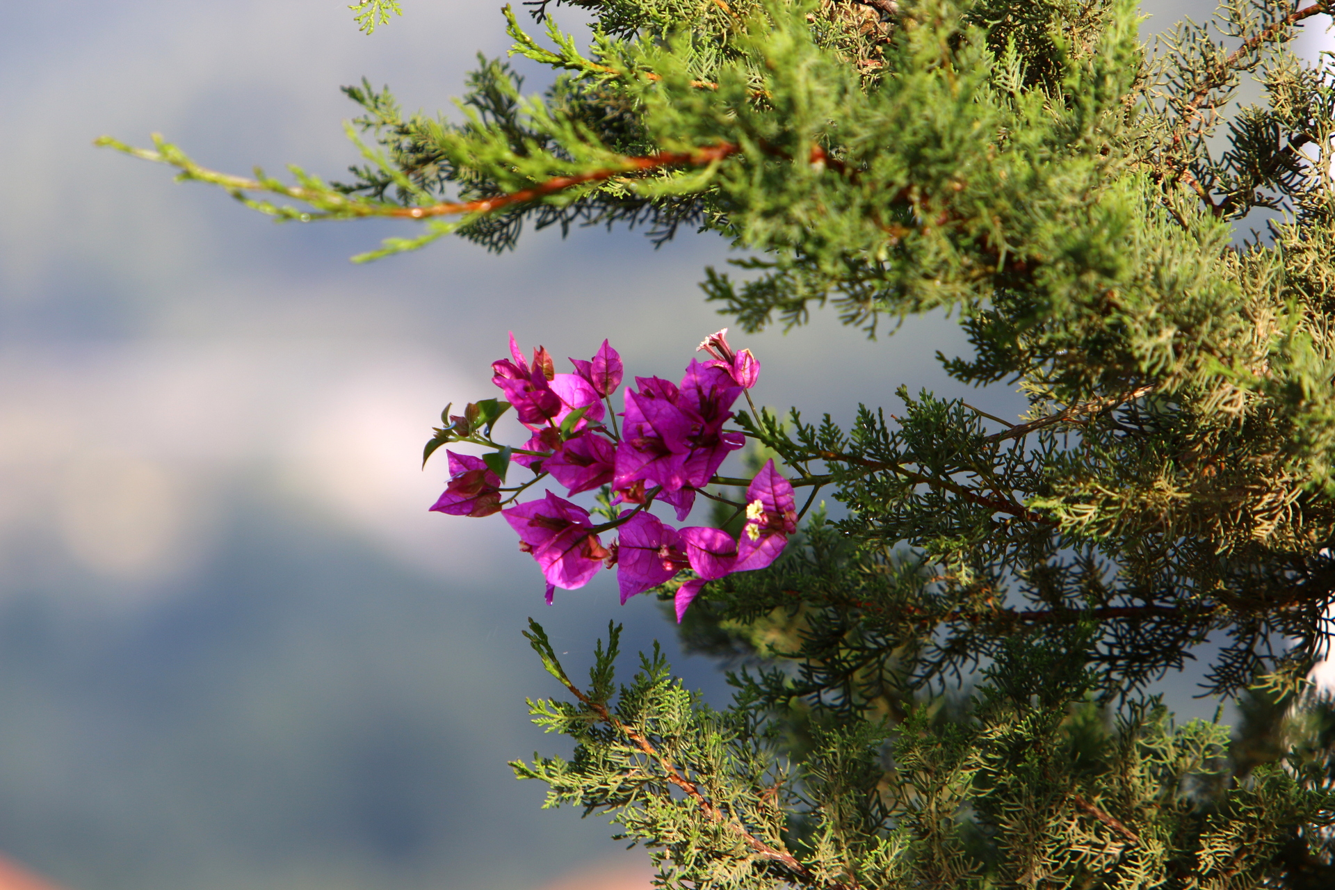 Na zdjęciu widać piękny kwiat fuksji o intensywnym fioletowym kolorze, który jest umieszczony na tle gałązek tiu. Kwiat ma charakterystyczny kształt z pięcioma płatkami, a jego delikatna struktura i intensywny kolor przyciągają uwagę. Zdjęcie przedstawia kwiat fuksji jako niezwykłą i elegancką roślinę ozdobną, która może stanowić piękny element dekoracyjny w domu lub ogrodzie. Obrazek może stanowić inspirację dla miłośników kwiatów i roślin, którzy chcą poszerzać swoją wiedzę na temat różnorodności roślin i ich piękna. Kwiat fuksji to symbol miłości, delikatności i elegancji, który można podziwiać przez cały sezon wiosenno-letni.
