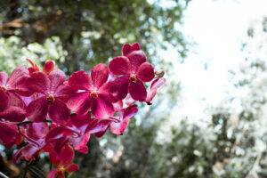 Na zdjęciu widać piękny fioletowy kwiat fuksji, który rośnie w ogrodzie. Kwiaty fuksji są charakterystyczne swoim kształtem i intensywnym kolorem, który przyciąga uwagę. Zdjęcie przedstawia fuksję jako piękną i elegancką roślinę, która doskonale komponuje się z innymi kwiatami w ogrodzie. Obrazek może stanowić inspirację dla miłośników ogrodnictwa, którzy chcą wprowadzić do swojego ogrodu kwiaty o subtelnym pięknie i eleganckim charakterze. Fuksja to roślina, która cieszy się coraz większą popularnością wśród ogrodników i miłośników kwiatów, a jej piękno można podziwiać przez cały sezon wiosenno-letni.