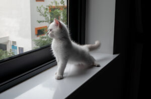 Na zdjęciu widzimy białego kotka, który siedzi na parapecie małego okna. Kotek ten wygląda na zrelaksowanego i zadowolonego, patrząc na świat zza okna. W tle widać zielone drzewa i niebo, co sugeruje, że okno znajduje się na wysokim piętrze. Obrazek ten ma na celu pokazanie, jak zwierzęta mogą cieszyć się małymi rzeczami, takimi jak niewielkie okno, które daje im możliwość obserwacji świata z perspektywy swojego domu. Przypomina też o znaczeniu rzetelnej i dokładnej pracy sprzedającego, który musi mieć duże doświadczenie i wiedzę z zakresu nieruchomości, aby pomóc sobie w uniknięciu problemów związanych z podatkiem od sprzedaży nieruchomości. Obrazek ten może być inspiracją dla osób, które chcą stworzyć przyjazne i komfortowe środowisko dla swojego zwierzaka, pokazując, jakie korzyści dla nich niosą ze sobą niewielkie okna oraz jakie sposoby można wykorzystać, aby zapewnić im ciekawe i atrakcyjne rozrywki w domu.