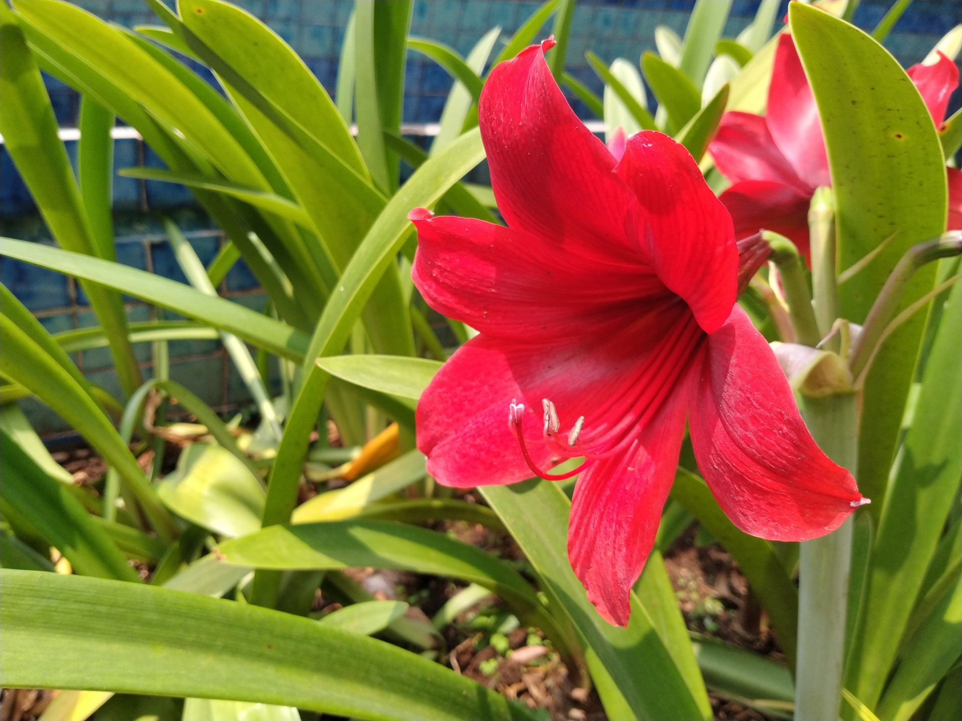 Kwiat ten ma intensywny, nasycony kolor, który przyciąga uwagę i dodaje energii. Widać na nim charakterystyczne, długie płatki kwiatu, które układają się wokół centralnego punktu, tworząc niepowtarzalny kształt. Na zdjęciu widać także delikatne, zielone liście amarylisa, które idealnie kontrastują z czerwonym kwiatem. Kwiat amarylisa na zdjęciu wygląda na zdrowy i dobrze zadbaną roślinę, co może stanowić inspirację dla osób, które chcą uprawiać tę roślinę w swoim domu lub ogrodzie.