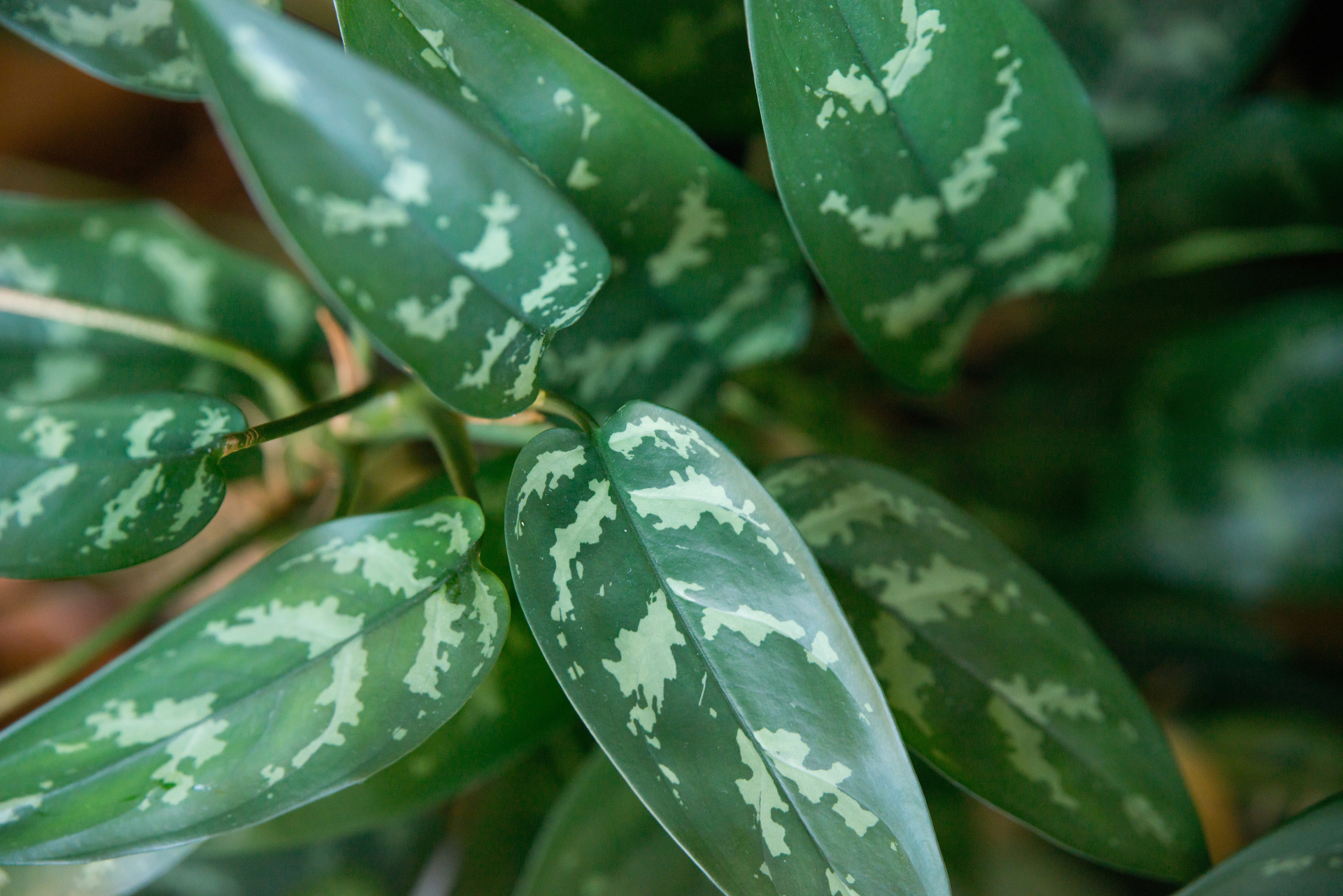 Ten obrazek przedstawia zielone liście dieffenbachii, które zachwycają swoim intensywnym, jasnym kolorem. Liście są duże i gęsto ułożone, co nadaje im gęsty i bujny wygląd. Widać na nich charakterystyczne, ciemniejsze plamy, które nadają im wyjątkowego charakteru i piękna. Całość kompozycji tworzy wrażenie naturalności i harmonii, co sprawia, że zielone liście dieffenbachii są idealnym wyborem do dekoracji każdego wnętrza i dodają uroku każdemu pomieszczeniu.