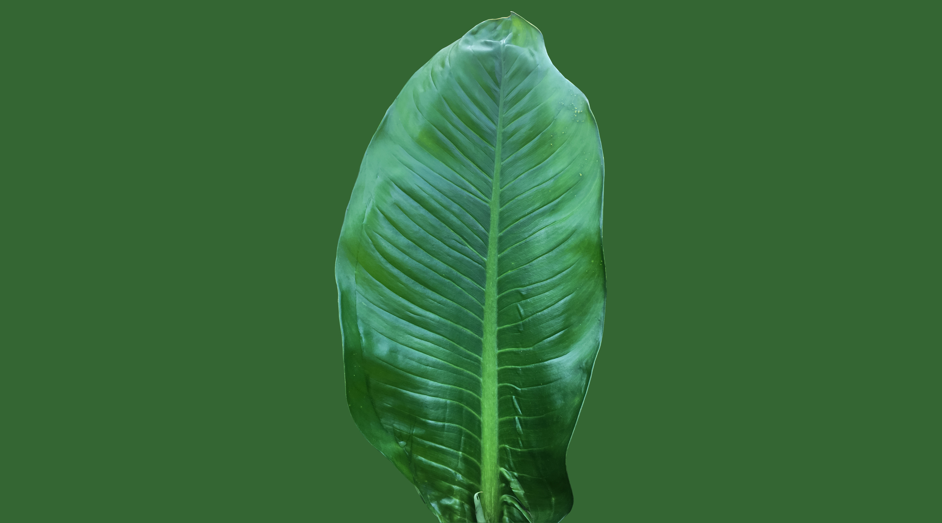 Ten obrazek przedstawia pojedynczy, zielony liść dieffenbachii, który znajduje się na jednolitym, zielonym tle. Liść ten zachwyca swoim intensywnym, jasnym kolorem oraz charakterystycznymi, ciemniejszymi plamami. Jest on duży i gęsto ułożony, co nadaje mu bujnego wyglądu. Całość kompozycji tworzy wrażenie spokoju i harmonii, co sprawia, że zielony liść dieffenbachii na zielonym tle jest idealnym wyborem do dekoracji wnętrz oraz do wykorzystania w projektach związanych z florystyką i ogrodnictwem.