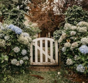 Rabaty z hortensjami w ogrodzie — jak o nie dbać?
