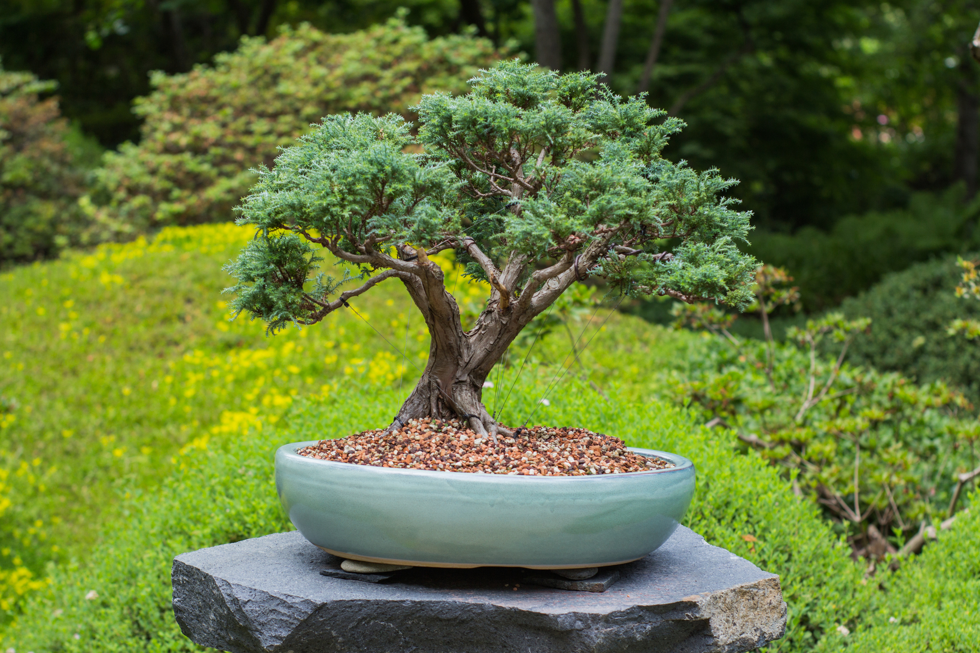 Na obrazku widoczne jest piękne drzewko bonsai w doniczce, które zostało umieszczone w ogrodzie japońskim. Roślina ta zachwyca swoim delikatnym, miniaturowym kształtem oraz starannym wykończeniem. W tle obrazka widać kamienny mostek, kolorowe liście i drzewa, co podkreśla naturalny charakter ogrodu japońskiego. Drzewko bonsai jest ustawione na tle zielonego tła, co sprawia, że jego kształt i wykończenie są jeszcze bardziej widoczne. Obrazek ten może pomóc w zrozumieniu, jak piękne i harmonijne ogrody japońskie mogą być, pełne egzotycznych i unikalnych roślin, takich jak drzewko bonsai.