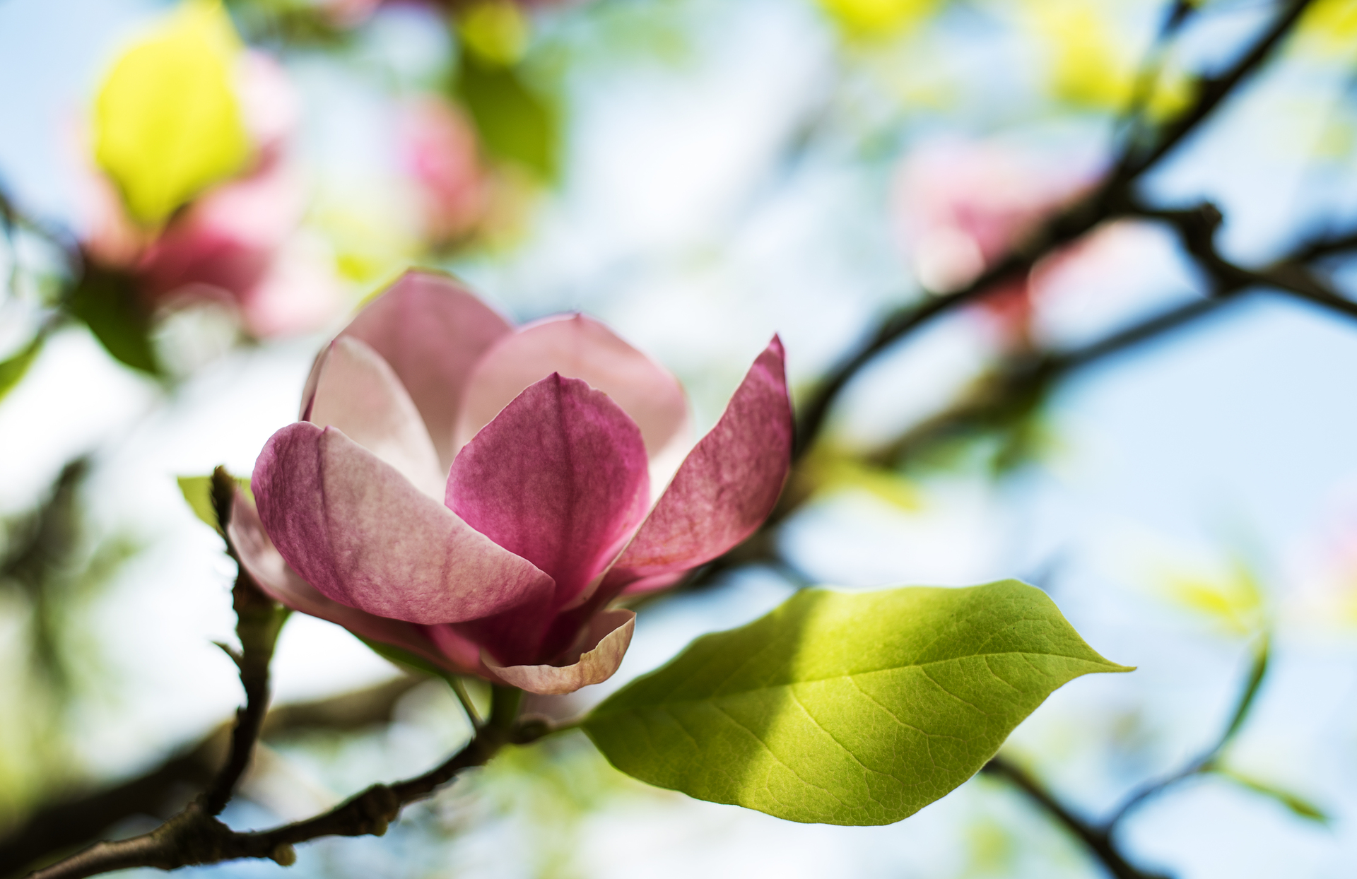 Na obrazku widoczna jest piękna bordowa magnolia, jako ciekawy kwiat do ogrodu. Roślina ta zachwyca swoim intensywnym, bordowym kolorem oraz dużymi, okazałymi płatkami, które tworzą piękne, harmonijne kształty. W tle obrazka widać zieloną roślinność i drzewa, co podkreśla naturalny charakter ogrodu. Kwiat jest ustawiony na tle zielonego tła, co sprawia, że jego kolor wydaje się jeszcze bardziej intensywny. Obrazek ten może pomóc w zrozumieniu, jak piękne i ciekawe kwiaty, takie jak bordowa magnolia, mogą być w ogrodzie, i jaką przyjemność daje obcowanie z taką naturą.