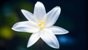 Na zdjęciu widać piękną białą roślinę doniczkową, która uwielbia cień. Kwiat ten charakteryzuje się delikatnymi, białymi kwiatami, które pięknie kontrastują z zielonymi liśćmi. Zdjęcie to może służyć jako inspiracja dla osób poszukujących roślin doniczkowych, które będą się dobrze czuły w ciemnych i cienistych miejscach, a jednocześnie dodadzą uroku i piękna do wnętrza.