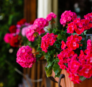 Kwiaty doniczkowe, które dodadzą zieleni do twojego domu