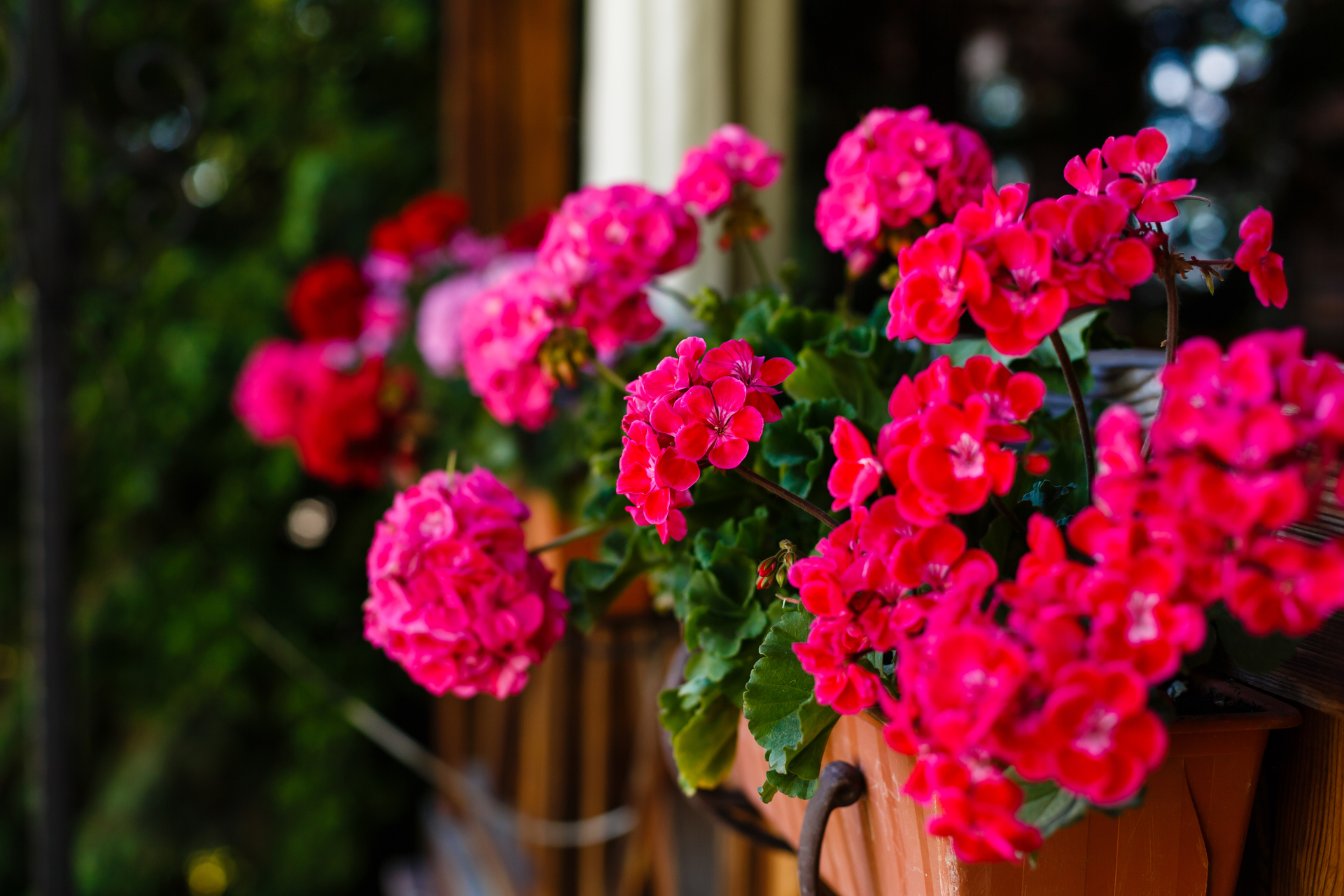 Wspaniałe pelargonie to kwiaty doniczkowe, które ożywią każde wnętrze swoim intensywnym kolorem i pięknym zapachem. Na naszym obrazku zobaczysz bujne, zdrowe rośliny, które dodadzą uroku Twojemu domowi. Przekonaj się, jak łatwo zadbać o te popularne kwiaty i ciesz się ich urodą przez cały rok!