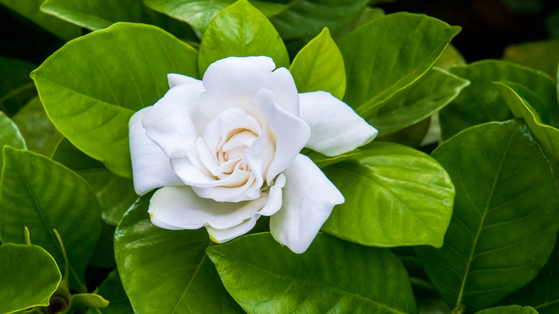 Na tym zdjęciu możemy zobaczyć uroczy biały kwiatek doniczkowy w pełnym rozkwicie. Jego delikatne płatki i subtelny aromat sprawiają, że jest to idealna roślina do ozdabiania wnętrz