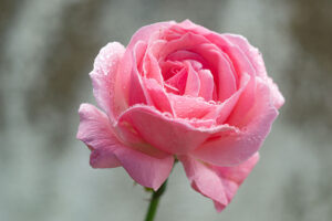 Na naszym obrazku zobaczysz piękną doniczkową różę w odcieniu różowym, która rozwija swoje kwiaty przez cały rok. Róże doniczkowe są bardzo popularnym wyborem ze względu na swoje piękne i intensywne kolory oraz wyjątkowy aromat. W naszym artykule dowiesz się, jak odpowiednio pielęgnować doniczkowe róże, aby cieszyć się ich kwitnieniem przez długi czas. Przekonaj się, jakie są najlepsze sposoby na pielęgnację doniczkowych róż i jakie korzyści przynoszą do Twojego domu
