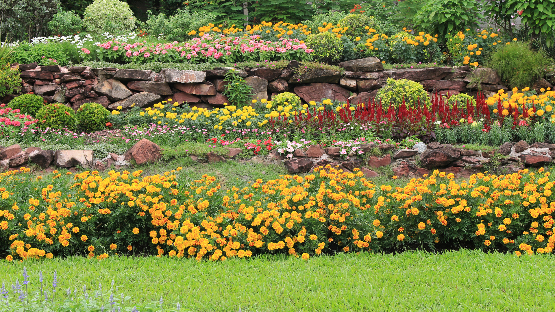 Na tym zdjęciu widzimy piękny i kolorowy ogród deszczowy. Widać różnorodne rośliny o intensywnych kolorach, takie jak czerwone kwiaty, żółte liście czy fioletowe kwiatostany. Rośliny te są pięknie ułożone w ogrodzie, tworząc harmonijną kompozycję kolorystyczną. W tle widać pojemnik na wodę deszczową oraz specjalne urządzenia służące do zbierania i magazynowania wody. Całość obrazu tworzy wrażenie ekologicznego ogrodu, który nie tylko zachwyca pięknem, ale także chroni środowisko naturalne i pomaga oszczędzać wodę.