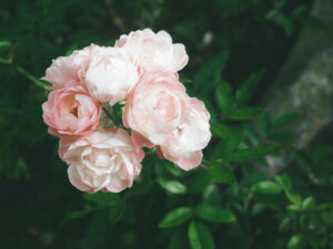 Na zdjęciu widoczna jest jasnoróżowa róża, która stoi dumnie w pięknym ogrodzie. Róża ta przyciąga uwagę swoim intensywnym kolorem oraz delikatnymi płatkami, które pięknie się prezentują na tle zieleni. Taki obrazek może zachęcić miłośników ogrodnictwa do posadzenia róż w swoim ogrodzie, aby móc cieszyć się ich pięknem i aromatem przez cały sezon.