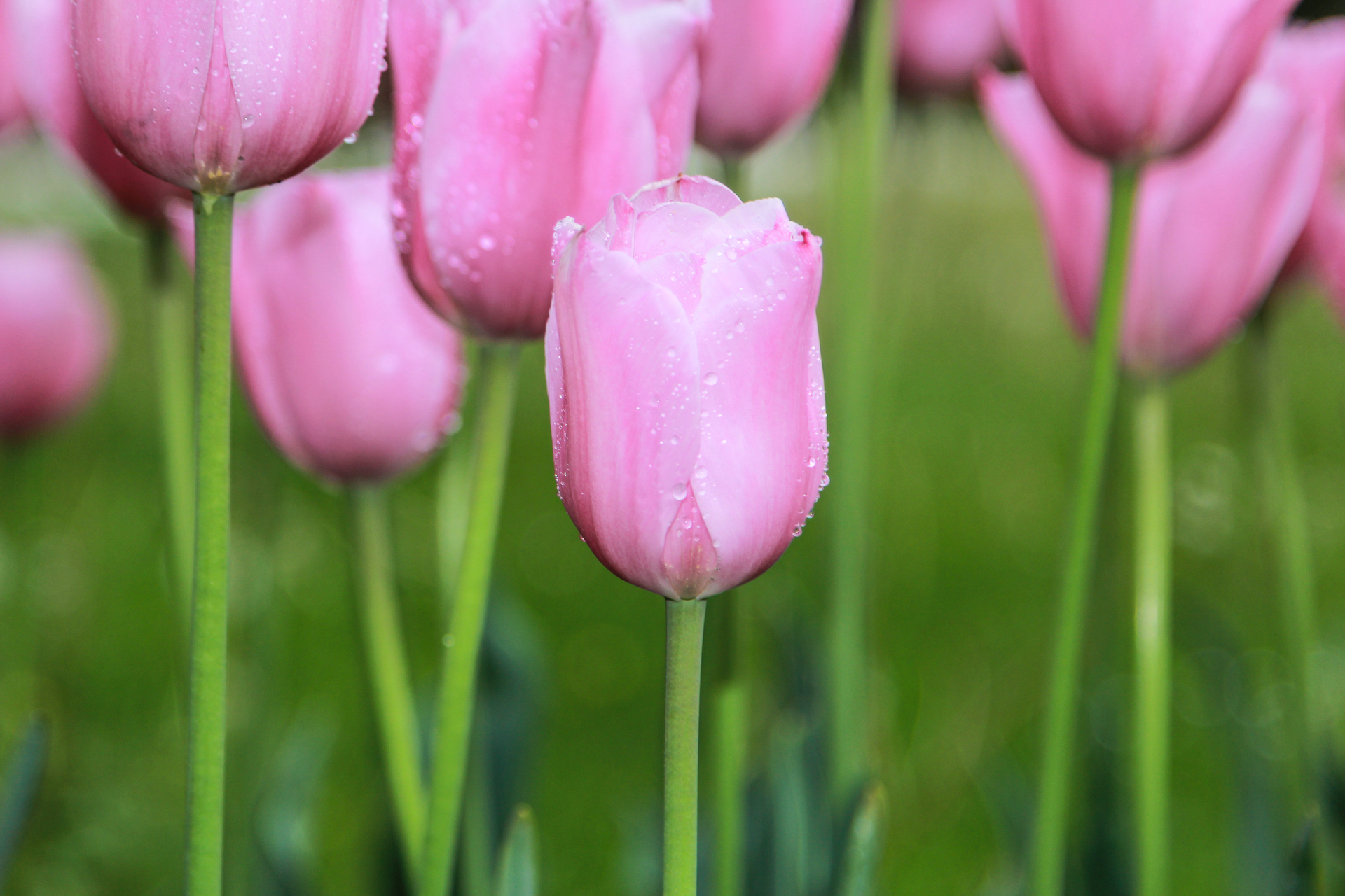 Ten uroczy obrazek przedstawia piękne, różowe tulipany, które zimują w gruncie. Ich soczyste płatki i intensywny kolor sprawiają, że te kwiaty cebulowe są jednymi z najpiękniejszych wiosennych roślin. Tulipany te można pozostawić w ziemi na zimę, aby cieszyć się nimi w kolejnym sezonie. Na tym zdjęciu widać, jak pięknie prezentują się w grupie, tworząc kolorową i radosną kompozycję.