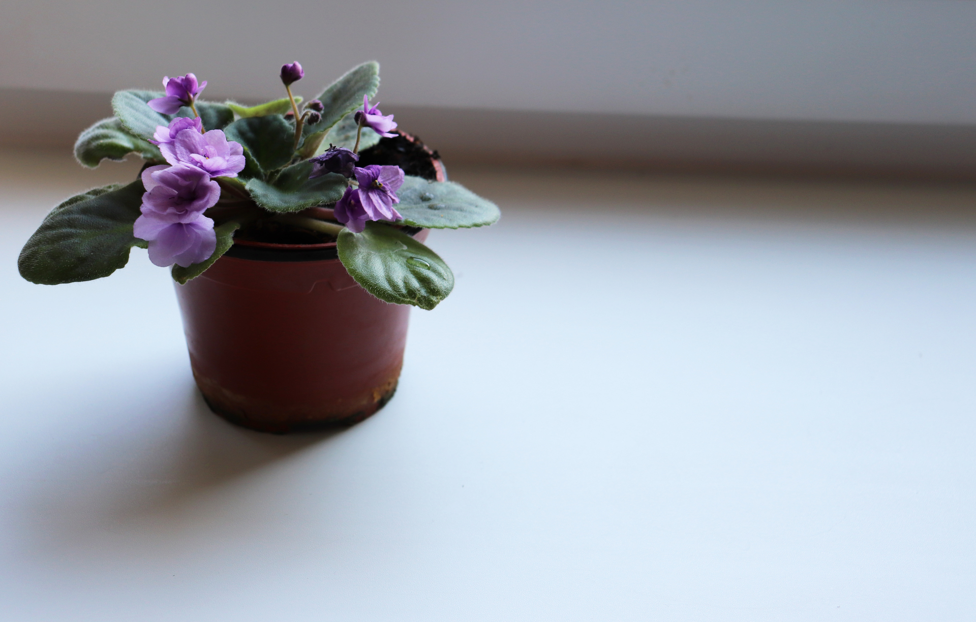 Na naszym obrazku zobaczysz uroczego małego fioletowego kwiatka w doniczce, który może stanowić piękną ozdobę dla Twojego domu. Ten delikatny kwiatek o subtelnym zapachu jest bardzo łatwy w uprawie i wymaga niewielkiej ilości ziemi i wody. W naszym artykule dowiesz się, jakie są najlepsze sposoby na pielęgnację małych kwiatów doniczkowych i jakie korzyści przynoszą do Twojego domu. Przekonaj się, jakie kwiaty doniczkowe będą najlepszym wyborem dla Twojego mieszkania i ciesz się ich pięknem przez cały rok.