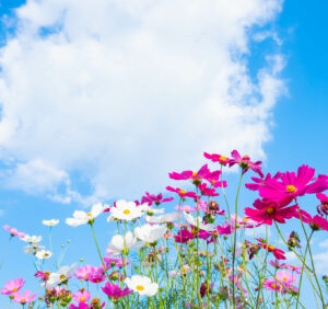 Wiosenne kwiaty  – poznaj najpopularniejsze gatunki tych kwiatów
