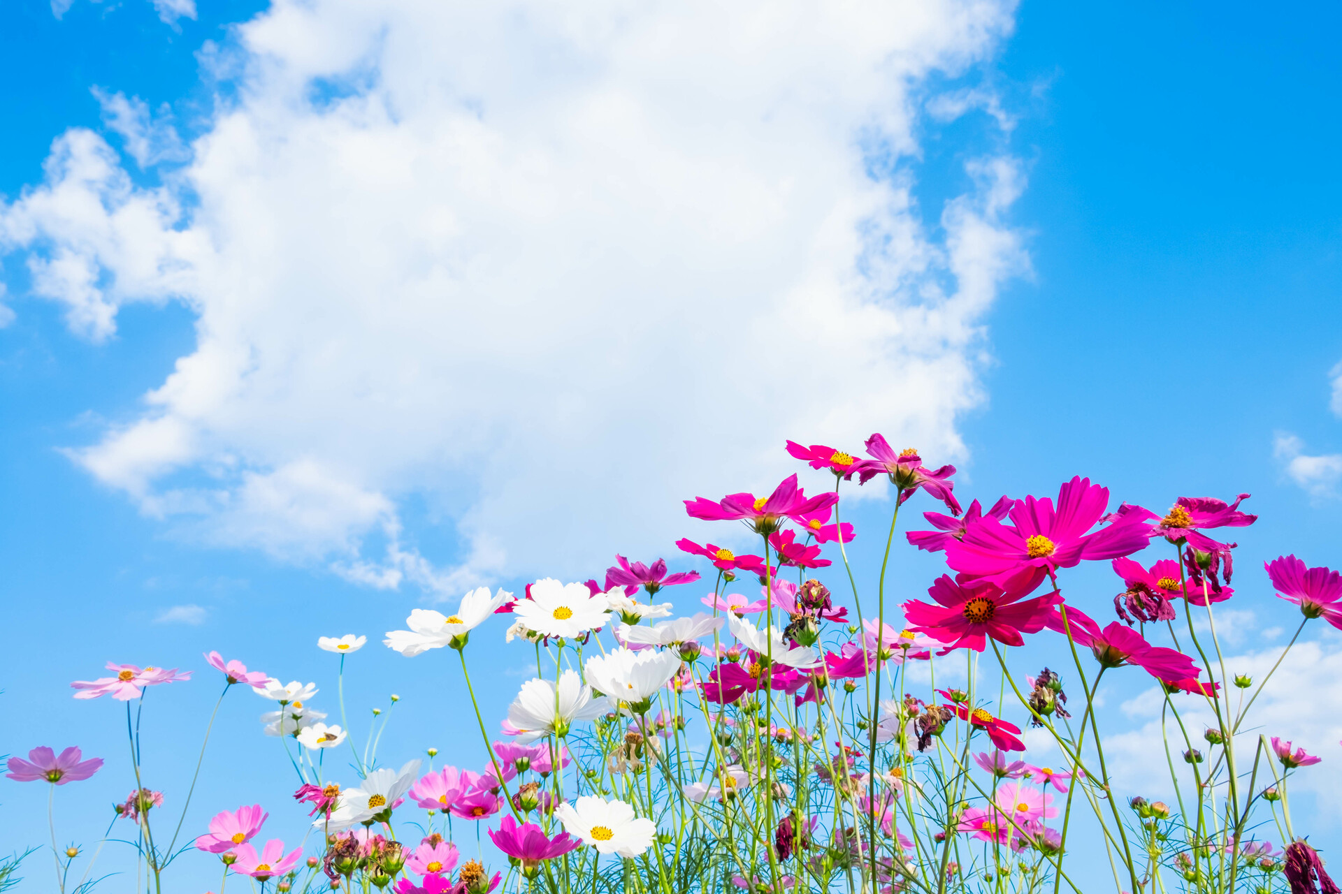Na zdjęciu widoczne są piękne kolorowe wiosenne kwiaty, które prezentują się olśniewająco na tle niebieskiego nieba. Kwiaty te przyciągają uwagę swoimi intensywnymi kolorami i pięknymi kształtami, dodając ogrodowi uroku i koloru. Taki obrazek może być inspiracją dla miłośników ogrodnictwa, którzy pragną stworzyć w swoim ogrodzie wiosenny klimat i cieszyć się pięknem kwiatów przez cały sezon.