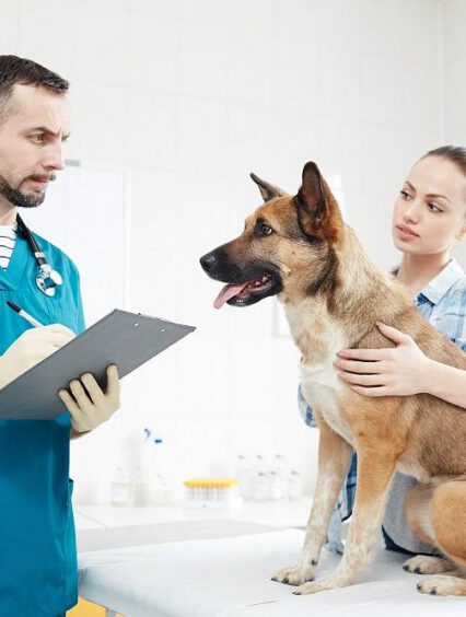 Usługi weterynaryjne – kiedy wykonać RTG u psa i jak przygotować pupila do badania?
