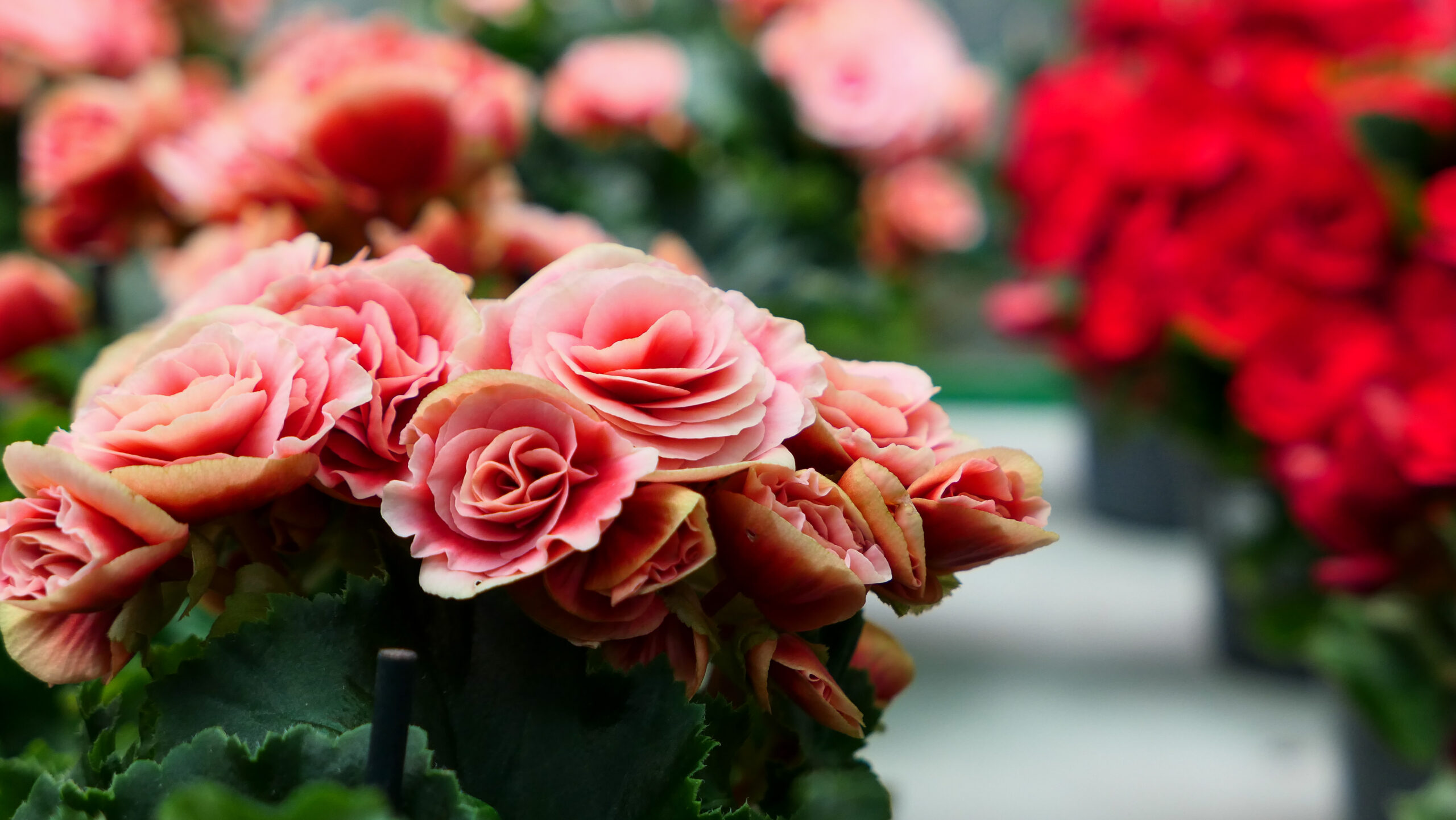 Na zdjęciu widać piękną różową begonię, która prezentuje się bardzo efektownie dzięki swoim intensywnym kolorom i delikatnym płatkom. Roślina ta jest doskonałym wyborem do uprawy w doniczkach i doskonale sprawdzi się jako ozdoba każdego wnętrza. Zdjęcie to doskonale ilustruje, jak piękne i efektowne kwiaty można uprawiać w domowych warunkach, co pozwala na cieszenie się ich pięknem niezależnie od pory roku.