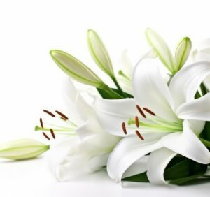 Kwiaty cebulowe lilie – przewodnik odmian, wymagań i uprawy