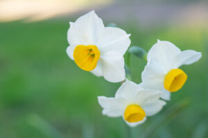 Na zdjęciu widać piękne, delikatne białe narcyzy, które są jednymi z najpopularniejszych kwiatów cebulowych. Ich elegancki kształt i subtelny aromat sprawiają, że są często wykorzystywane w bukietach i dekoracjach. Zdjęcie to może stanowić inspirację dla miłośników ogrodnictwa oraz osób, które cenią sobie piękno i prostotę kwiatów