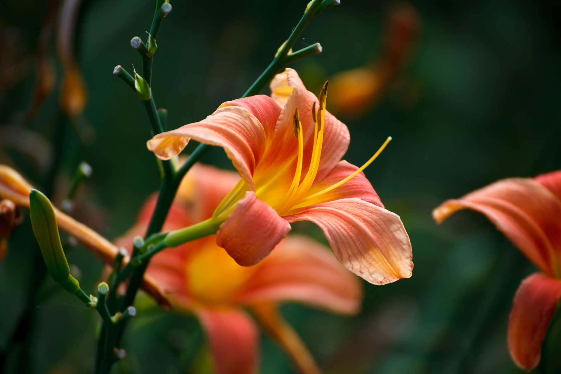 Ten obrazek przedstawia wyrazistą pomarańczową lilie, która emanuje energią i pasją. Jej intensywny kolor przyciąga uwagę i dodaje otoczeniu ciepła. Kwiaty o płatkach rozpostartych w eleganckim układzie tworzą wspaniały kontrast z zielonymi liśćmi, tworząc niezwykłą kompozycję natury