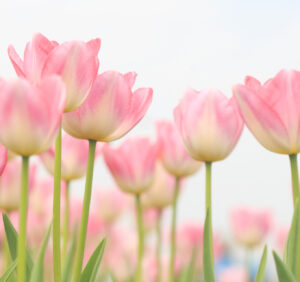 Kwiaty cebulowe tulipany: fascynujący przekrój przez kolor i formę