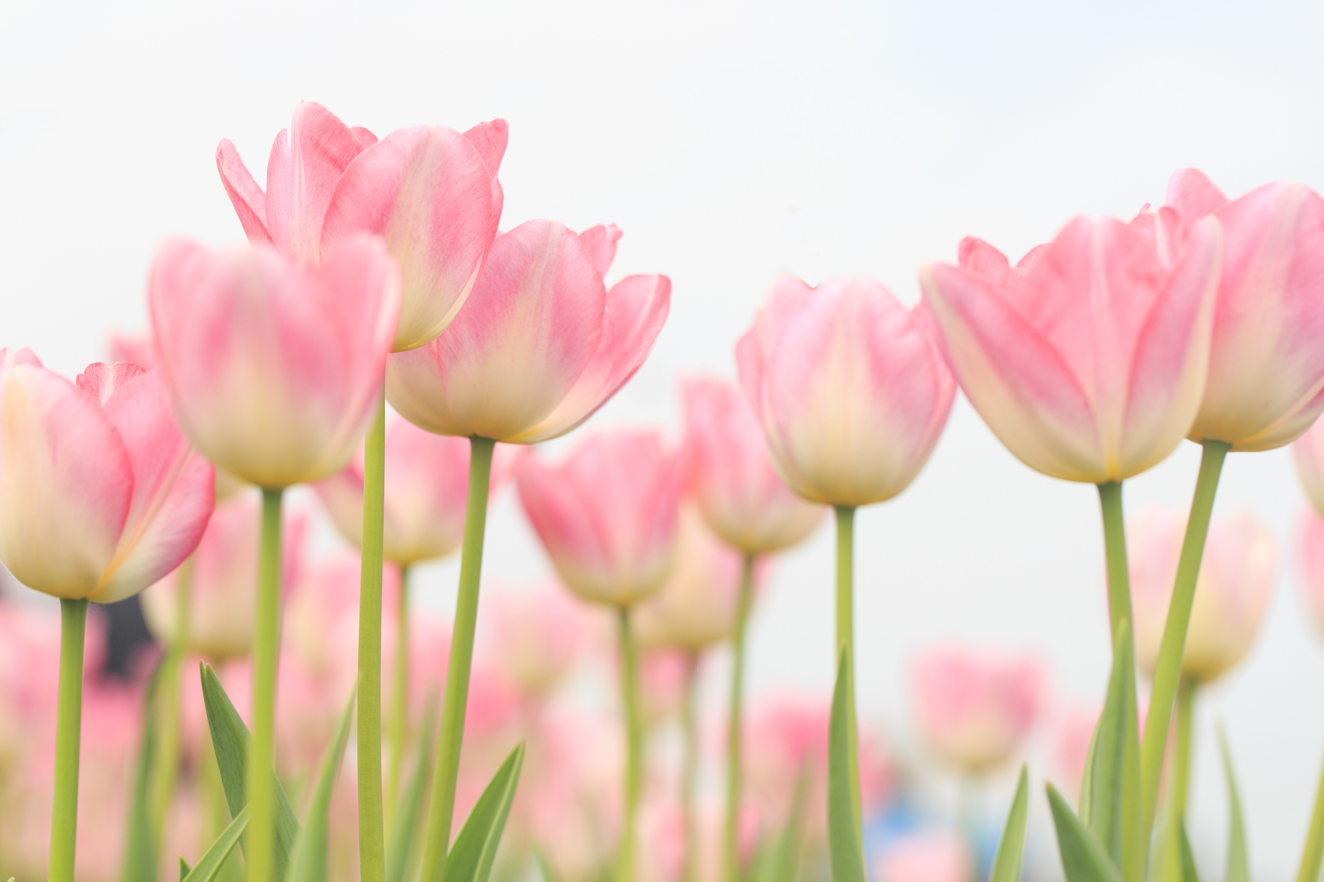 Na tym ujmującym obrazku możemy podziwiać piękno różowych tulipanów, które rozkwitają w pełnej okazałości. Ich delikatne płatki o intensywnym różowym kolorze emanują romantyzmem i świeżością. Kwiaty te tworzą piękne kompozycje, dodając przepychu i uroku do otaczającego krajobrazu
