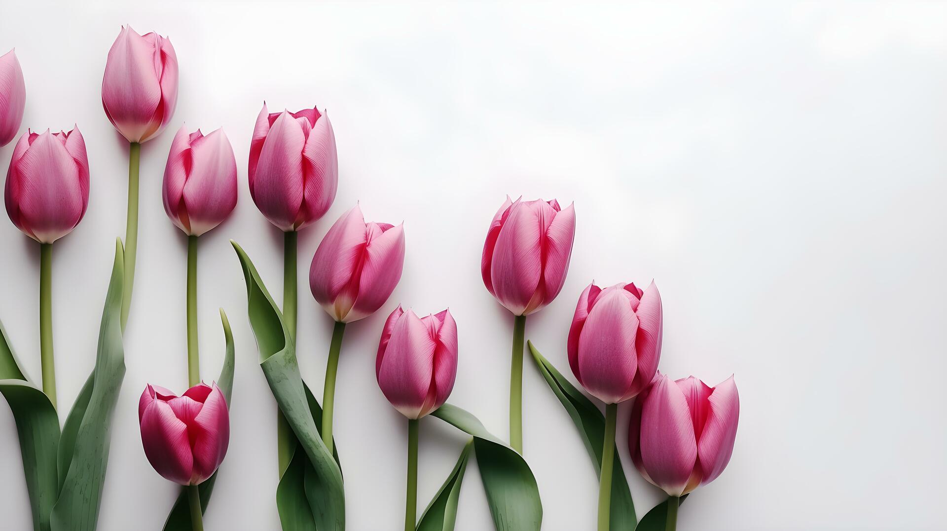 Na zdjęciu widać piękne, jasnoróżowe tulipany, które jako kwiaty cebulowe pojawiają się wiosną. Ich intensywny kolor i elegancki kształt sprawiają, że są bardzo popularne w ogrodach i parkach. Zdjęcie to może stanowić inspirację dla miłośników ogrodnictwa oraz osób, które chcą wprowadzić do swojego ogrodu romantyczne wiosenne kwitnienie