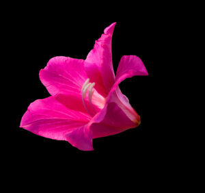 Kwiaty cebulowe mieczyki – fascynujący świat gladioli