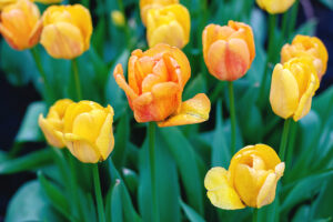 Na tym ujmującym obrazku możemy podziwiać piękno żółtych tulipanów, które rozkwitają w pełnej okazałości. Ich jaskrawo żółte płatki emanują radością i promieniują ciepłem. Kwiaty te dodają otoczeniu aurę witalności i optymizmu, tworząc wspaniałe zestawienie kolorystyczne