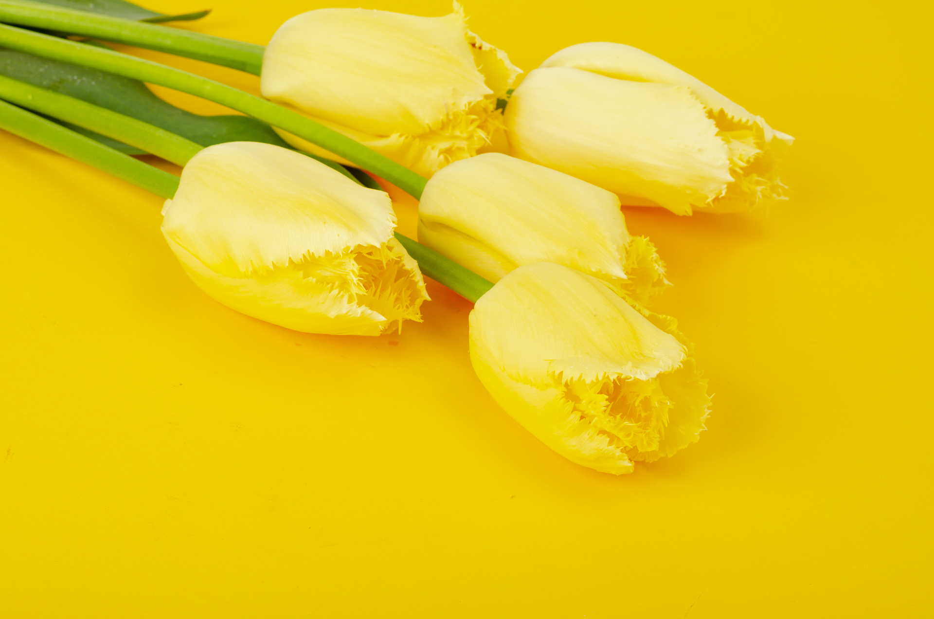Na tym ujmującym obrazku możemy podziwiać żółte tulipany, które zachwycają swoim promiennym kolorem na żółtym tle. Ich jasnożółte płatki rozświetlają całą kompozycję, emanując radością i energią. Kwiaty te dodają otoczeniu aurę witalności i optymizmu, tworząc wspaniałe zestawienie kolorystyczne