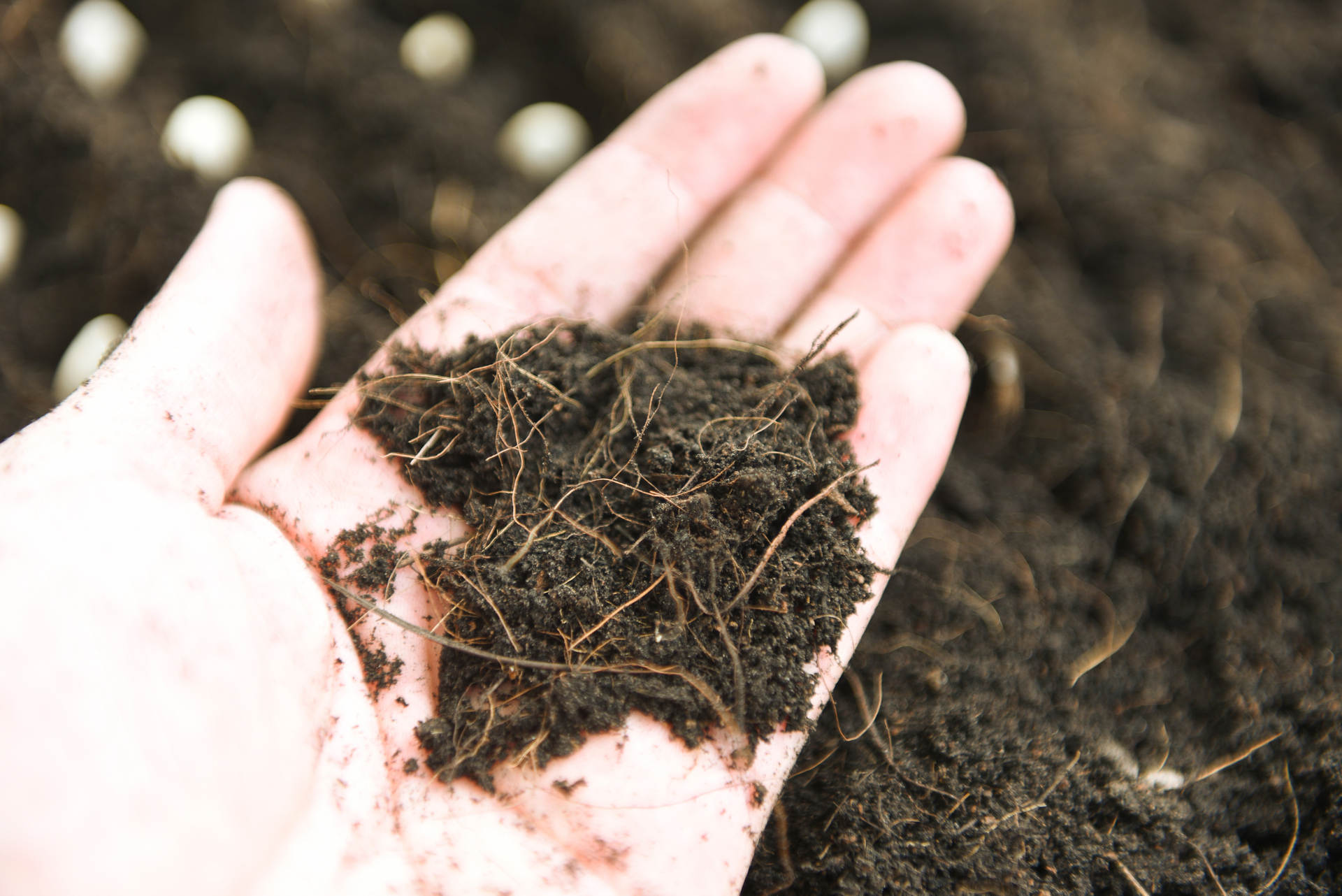 Na tym ujmującym obrazku widzimy dłoń, która trzyma garść bogatego kompostu. Widać różnorodne organiczne materiały, takie jak resztki roślinne, liście i skorupki jaj, tworzące teksturę i kształt tego odżywczego medium. Kompost jest pełen składników odżywczych i mikroorganizmów, które wspomagają zdrowy wzrost roślin i zapewniają im optymalne warunki do rozwoju. Ten obrazek symbolizuje znaczenie kompostu jako naturalnego źródła odżywki dla roślin, które pomaga w tworzeniu zdrowego i bujnego ogrodu