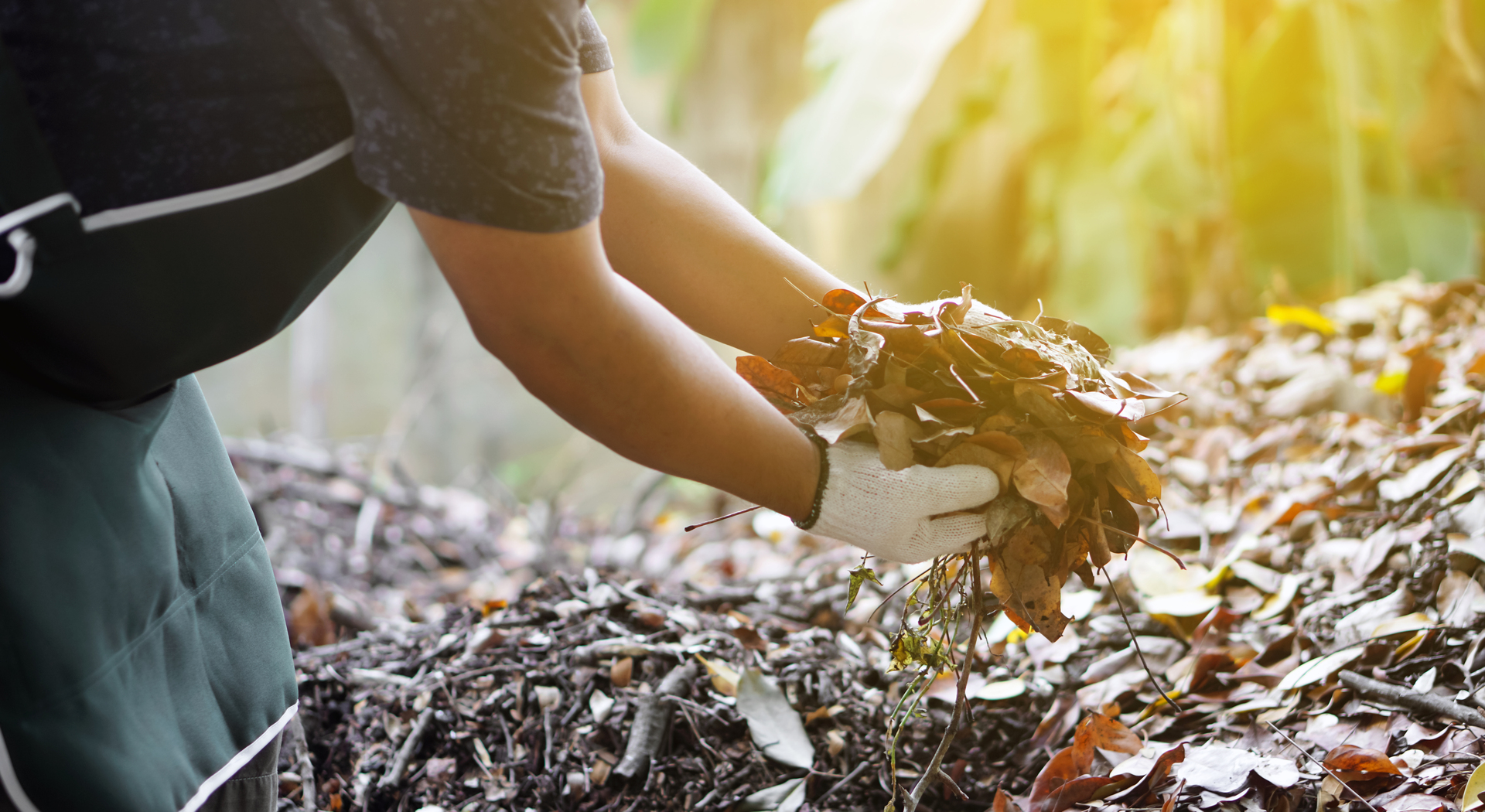 Na tym obrazku widzimy proces kompostowania liści, gdzie sterta zrzuconych liści została starannie ułożona na ziemi, tworząc naturalną kompozycję. Pod wpływem czasu i mikroorganizmów, liście stopniowo rozkładają się, przekształcając się w bogaty, czarny kompost. Ta grafika ilustruje znaczenie kompostowania liści jako efektywnej metody recyklingu organicznych odpadów, która przyczynia się do tworzenia wartościowej i odżywczej ziemi dla roślin oraz utrzymania równowagi w ekosystemie