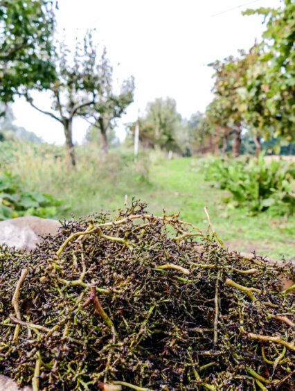 Kompostowanie gałęzi – Twój ekologiczny krok w ogrodzie