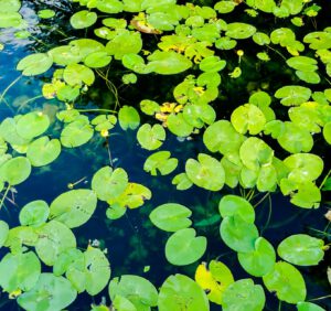Pływający ogród: rośliny wodne pływające do oczka wodnego