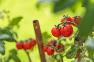 Obrazek ukazuje piękne pomidory rosnące na kompoście dedykowanym specjalnie dla tych roślin. Widoczna jest bujność i zdrowy wygląd roślin, które czerpią korzyści z bogactwa składników odżywczych dostarczanych przez kompost do pomidorów. Ta ilustracja stanowi doskonały przykład owocnej uprawy pomidorów przy wykorzystaniu odpowiedniego nawozu